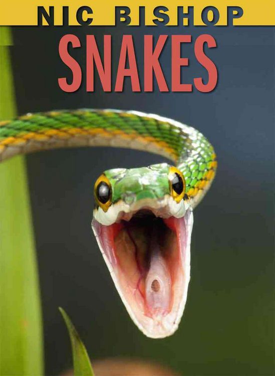 Produktbild: Nic Bishop: Snakes