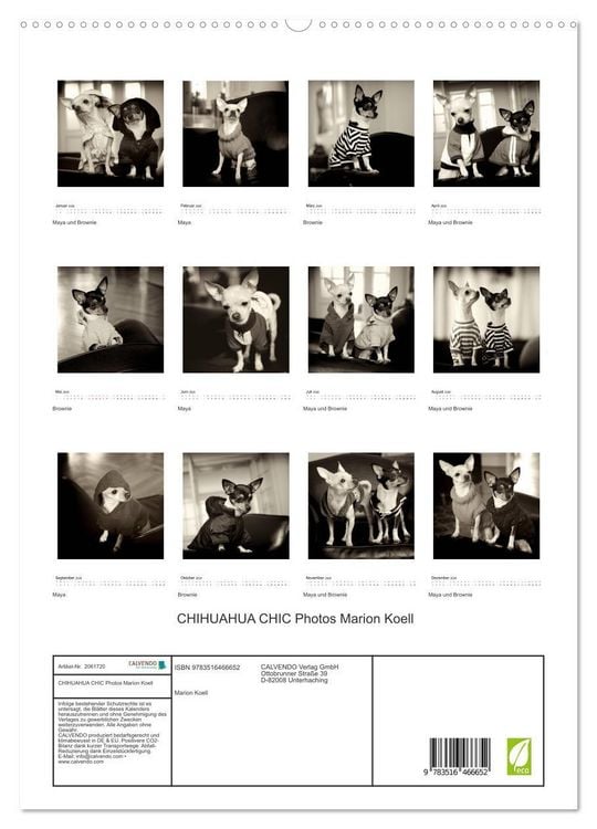 Produktbild: CHIHUAHUA CHIC Photos Marion Koell (hochwertiger Premium Wandkalender 2026 DIN A2 hoch), Kunstdruck in Hochglanz