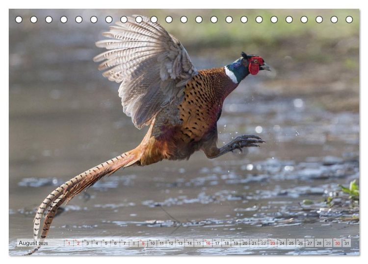 Produktbild: Emotionale Momente: Die Balz der Fasane / CH-Version (Tischkalender 2026 DIN A5 quer), CALVENDO Monatskalender