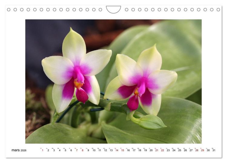 Produktbild: Mon r&ecirc;ve d'orchid&eacute;es (Calendrier mural 2026 DIN A4 vertical), CALVENDO calendrier mensuel