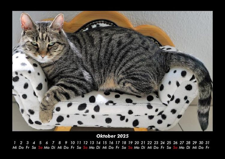 Produktbild: F&uuml;r Katzenfreunde 2025 Fotokalender DIN A3