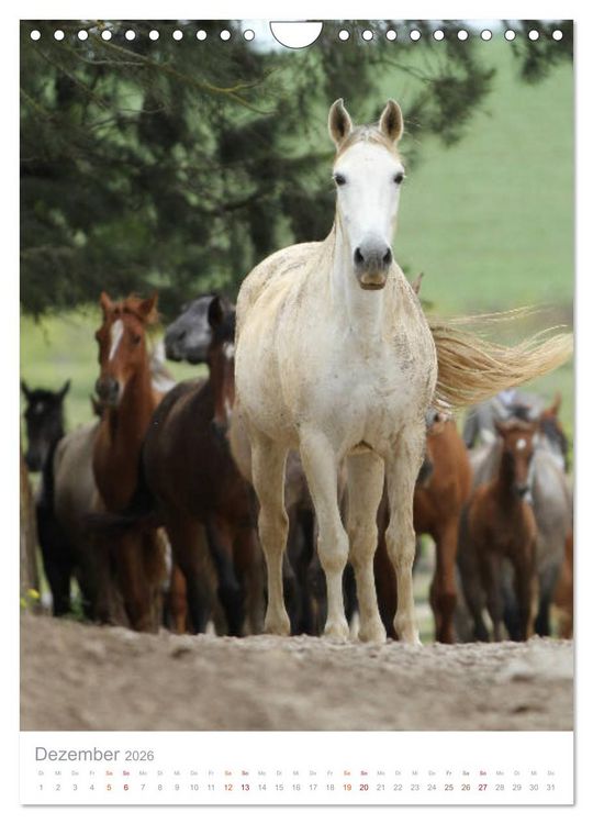Produktbild: Caballos - Die sch&ouml;nen Pferde Spaniens (Wandkalender 2026 DIN A4 hoch), CALVENDO Monatskalender
