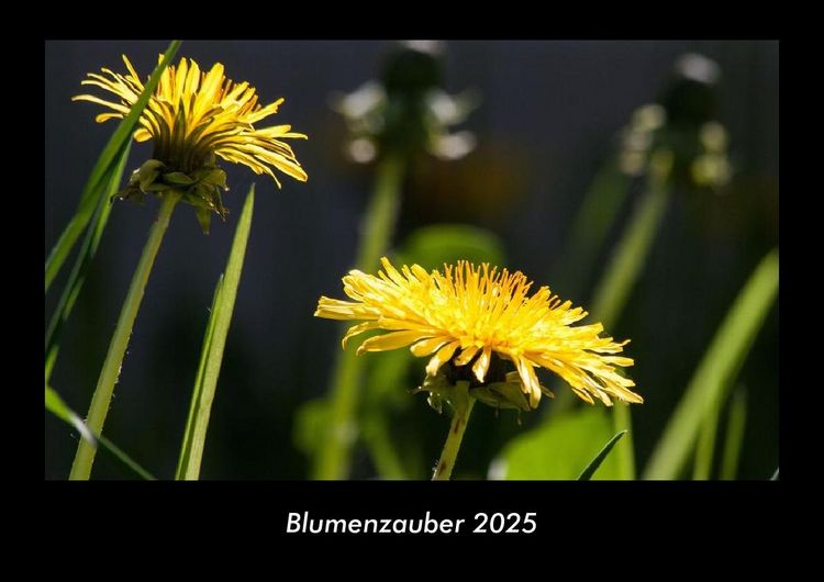 Produktbild: Blumenzauber 2025 Fotokalender DIN A3