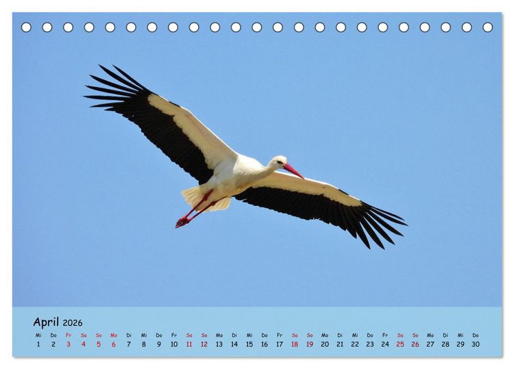 Produktbild: Faszination Zugv&ouml;gel - Rekorde in der Vogelwelt (Tischkalender 2026 DIN A5 quer), CALVENDO Monatskalender