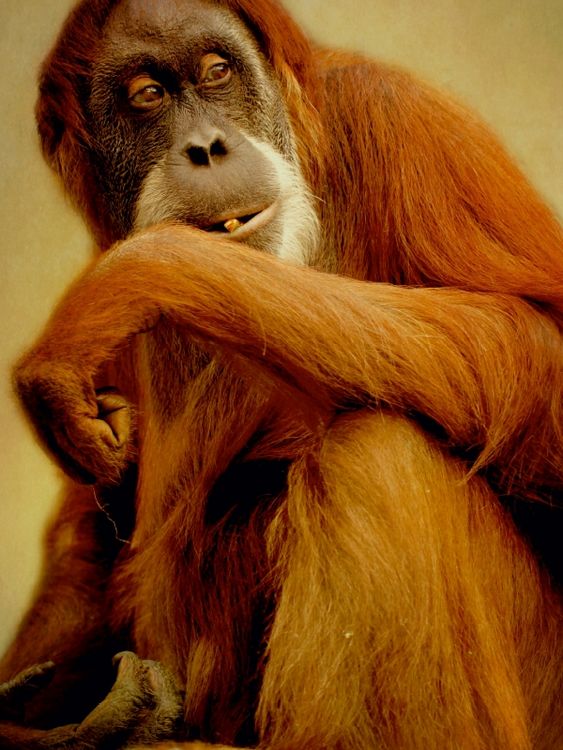 CALVENDO Puzzle 'Junger Orang-Utan' – 1000 Teile, 64 X 48 Cm, Foto-Puzzle Von Eleonore Swierczyna, Premium-Qualität Aus Europa