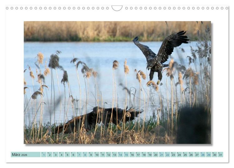 Produktbild: Augenblicke im M&uuml;ritz Nationalpark (Wandkalender 2026 DIN A3 quer), CALVENDO Monatskalender