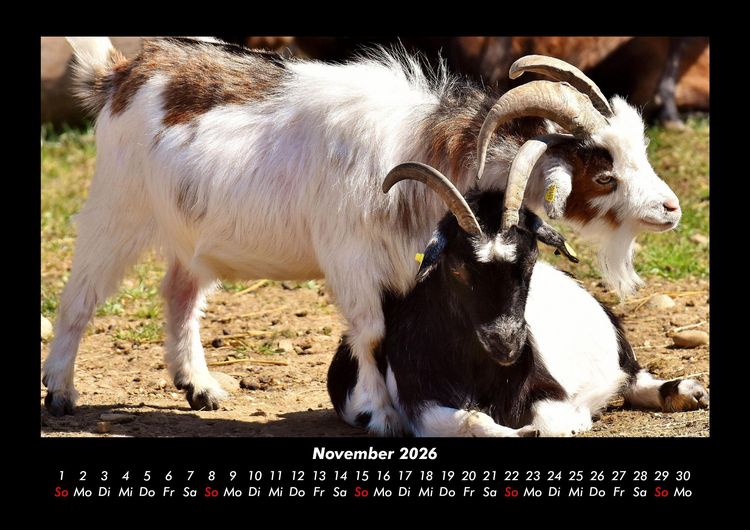 Produktbild: Tiere auf dem Bauernhof 2026 Fotokalender DIN A3