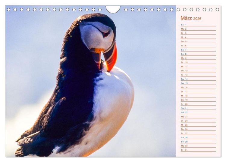 Produktbild: Papageitaucher auf Island (Wandkalender 2026 DIN A4 quer), CALVENDO Monatskalender