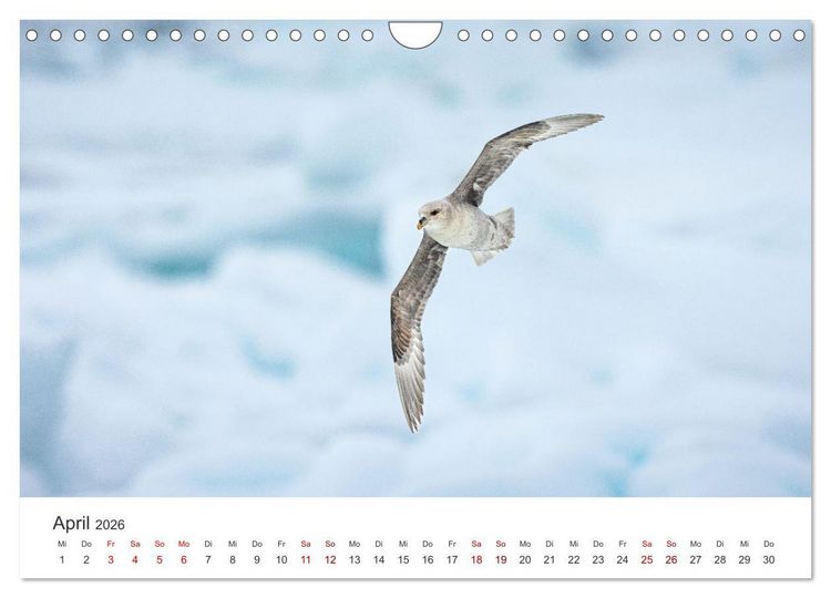 Produktbild: Naturparadies Svalbard (Wandkalender 2026 DIN A4 quer), CALVENDO Monatskalender