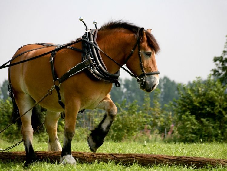 Produktbild: CALVENDO Puzzle R&uuml;ckepferd bei der Arbeit | 1000 Teile Lege-Gr&ouml;&szlig;e 64x48cm Foto-Puzzle f&uuml;r gl&uuml;ckliche Stunden