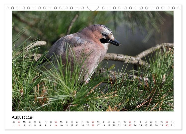 Produktbild: Heimische Gartenv&ouml;gel - Gefiederte Freunde (Wandkalender 2026 DIN A4 quer), CALVENDO Monatskalender