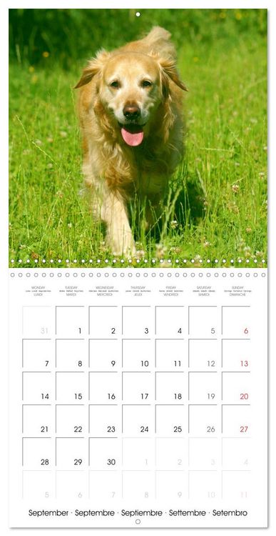 Produktbild: Happy Golden Retriever (Wall Calendar 2026 12 &times; 12 Inch) CALVENDO 12 Month Wall Calendar