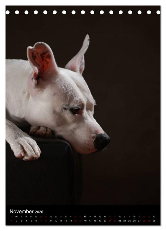 Produktbild: Stille Momente - Die sensible Seite der Hunde (Tischkalender 2026 DIN A5 hoch), CALVENDO Monatskalender