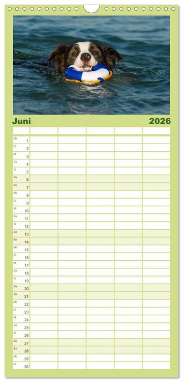 Produktbild: Familienplaner 2026 - Border Collie - Das Universalgenie unter den Hunden mit 5 Spalten (Wandkalender, 21 x 45 cm) CALVENDO