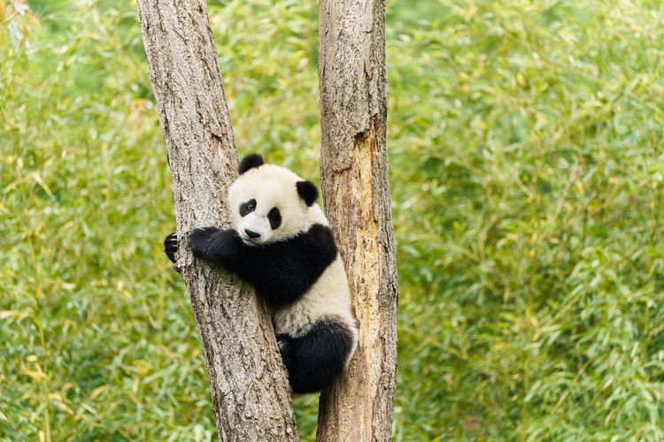 Produktbild: Moon - Der Panda