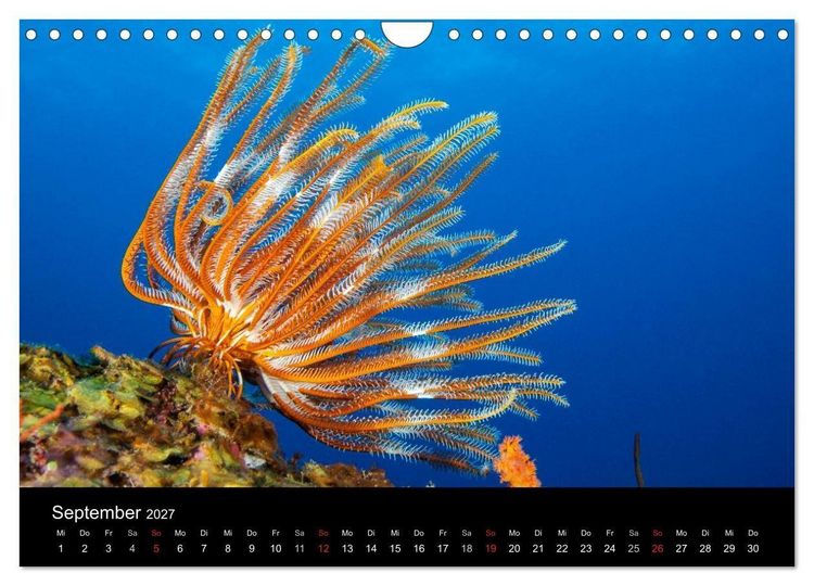 Produktbild: Faszinierendes Leben unter Wasser (Wandkalender 2027 DIN A4 quer), CALVENDO Monatskalender
