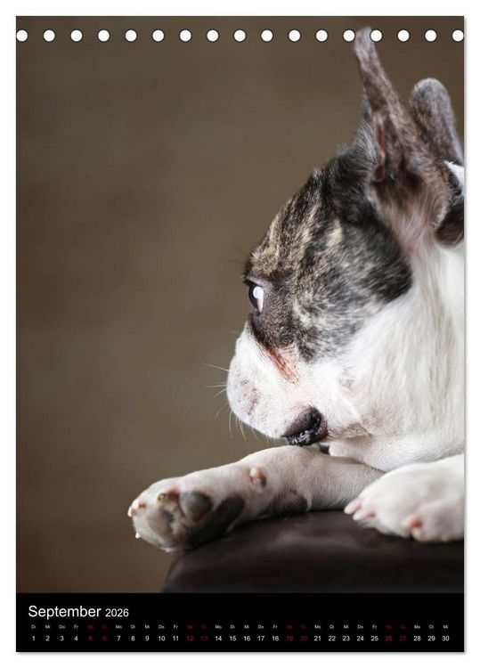 Produktbild: Stille Momente - Die sensible Seite der Hunde (Tischkalender 2026 DIN A5 hoch), CALVENDO Monatskalender