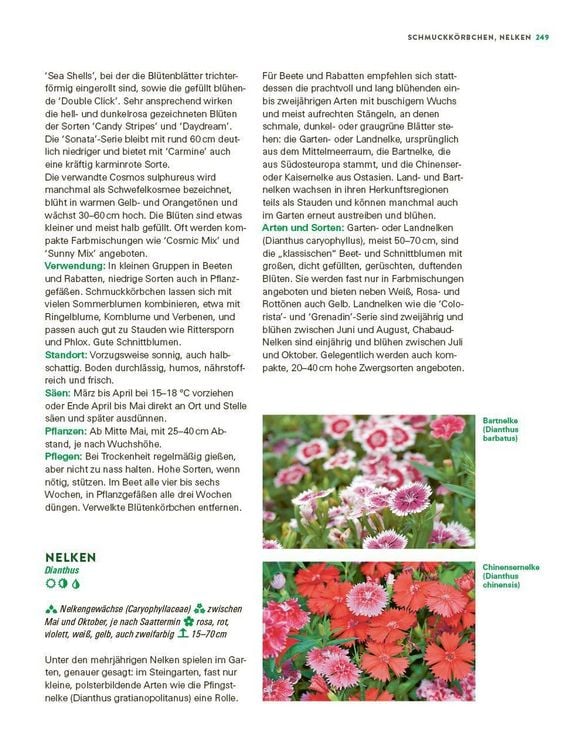 Produktbild: Das gro&szlig;e Buch der Stauden und Sommerblumen
