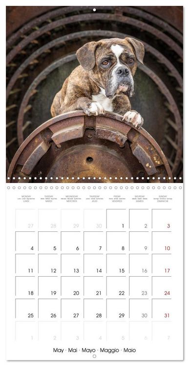 Produktbild: City dogs in the landscape park (Wall Calendar 2026 12 &times; 12 Inch) CALVENDO 12 Month Wall Calendar