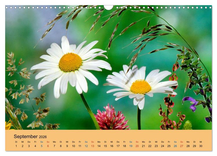 Produktbild: Wildblumen 2026 (Wandkalender 2026 DIN A3 quer), CALVENDO Monatskalender