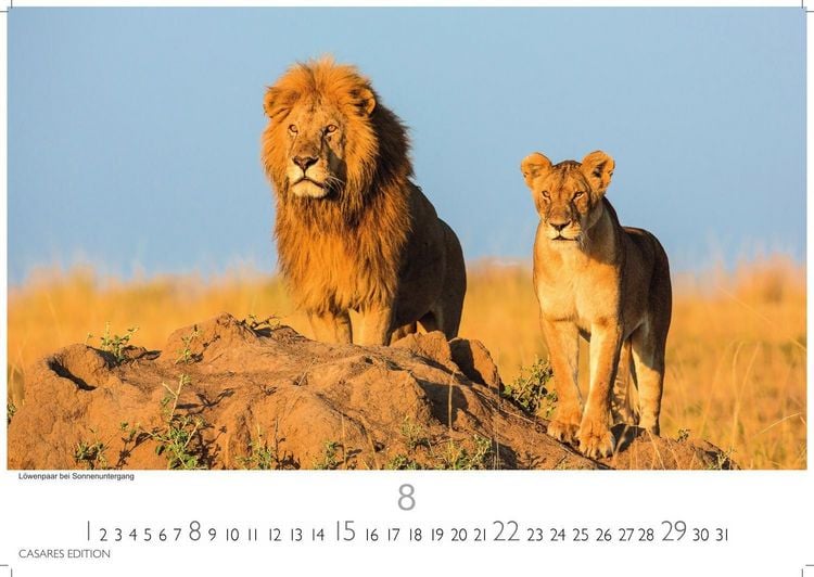 Produktbild: Wilde Tiere Afrikas Kalender 2027 &ndash; Wandkalender | Fotokalender Afrika 35x50cm | Naturfotografie | Tierkalender Afrika | Geschenk f&uuml;r Naturliebhaber