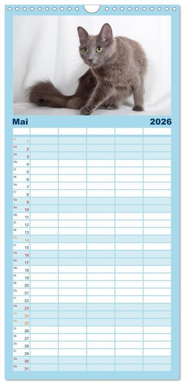 Produktbild: Familienplaner 2026 - Nebelung Katzen mit 5 Spalten (Wandkalender, 21 x 45 cm) CALVENDO