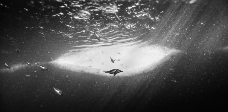 Produktbild: R&uuml;ckkehr zum Land der Pinguine