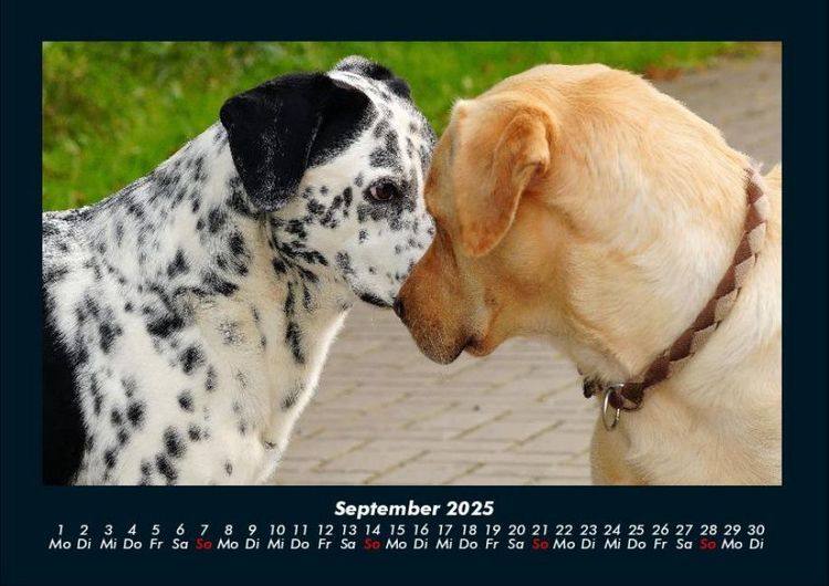 Produktbild: Hundezauber 2025 Fotokalender DIN A4