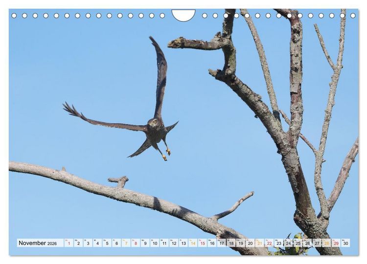 Produktbild: Spitze Krallen und scharfer Blick - Verhalten Sperber (Wandkalender 2026 DIN A4 quer), CALVENDO Monatskalender