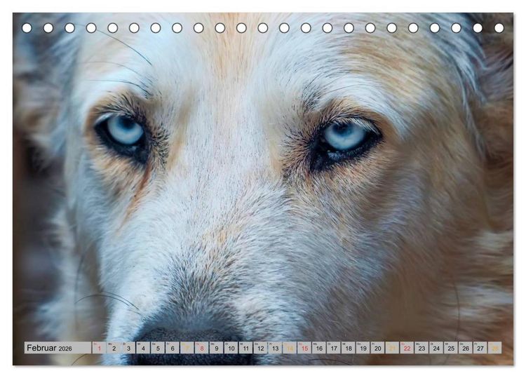 Produktbild: Huskies - Schlittenhunde (Tischkalender 2026 DIN A5 quer), CALVENDO Monatskalender
