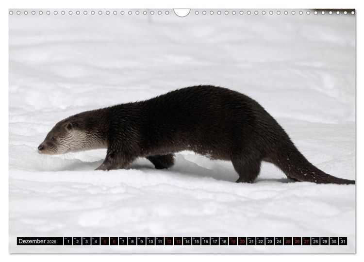 Produktbild: Fischotter, flinke J&auml;ger (Wandkalender 2026 DIN A3 quer), CALVENDO Monatskalender