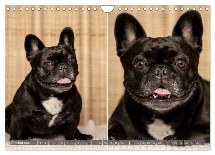 Produktbild: French Bully&acute;s - Gro&szlig;e Sch&auml;tze auf kleinen Pfoten (Wandkalender 2026 DIN A4 quer), CALVENDO Monatskalender