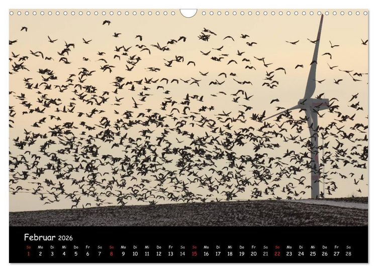 Produktbild: Schrei der Wildg&auml;nse (Wandkalender 2026 DIN A3 quer), CALVENDO Monatskalender