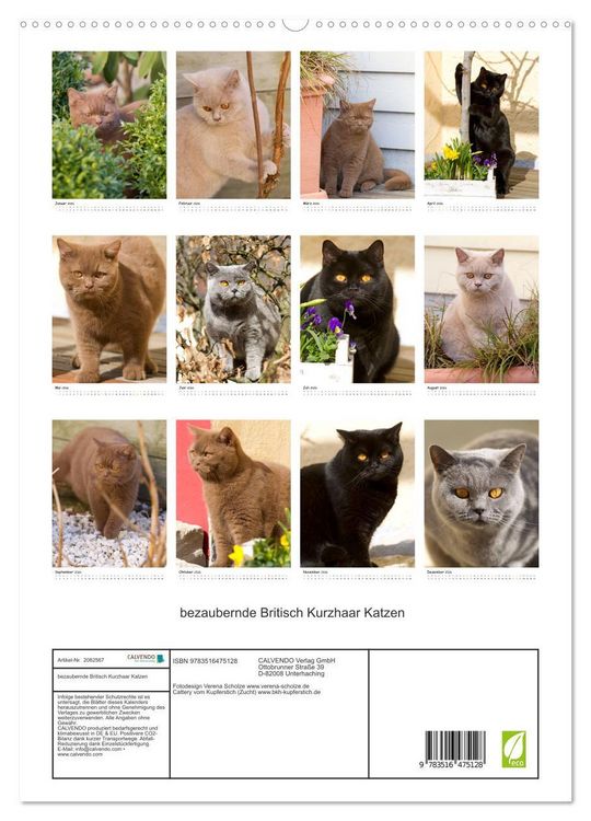 Produktbild: bezaubernde Britisch Kurzhaar Katzen (hochwertiger Premium Wandkalender 2026 DIN A2 hoch), Kunstdruck in Hochglanz