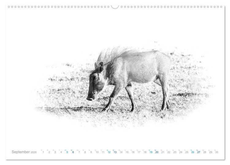 Produktbild: AFRIKA - Schwarz-weiss Fotografien im modernen "High Key" Look (Wandkalender 2026 DIN A2 quer), CALVENDO Monatskalender