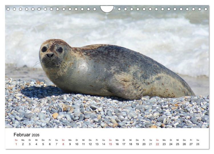 Produktbild: Das Leben der Robben (Wandkalender 2026 DIN A4 quer), CALVENDO Monatskalender