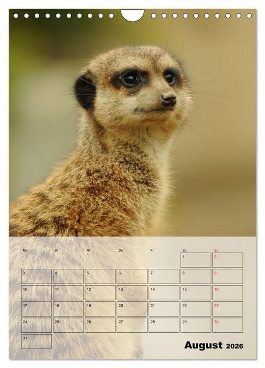 Produktbild: Erdm&auml;nnchen - Afrikas liebenswerte Zwerge (Wandkalender 2026 DIN A4 hoch), CALVENDO Monatskalender