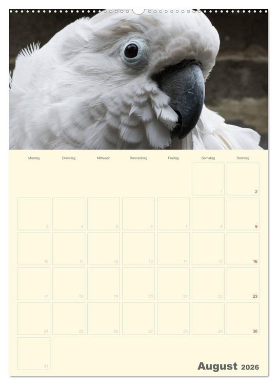 Produktbild: Kunterbunter Papageien-Planer (Wandkalender 2026 DIN A2 hoch), CALVENDO Monatskalender