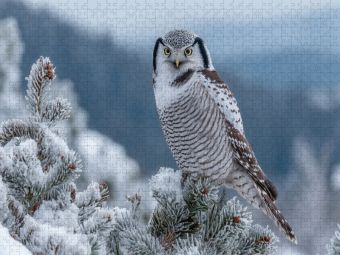 Produktbild: CALVENDO Puzzle Sperbereule im frostigen Nadelwald | 1000 Teile Lege-Gr&ouml;&szlig;e 64x48cm Foto-Puzzle f&uuml;r gl&uuml;ckliche Stunden