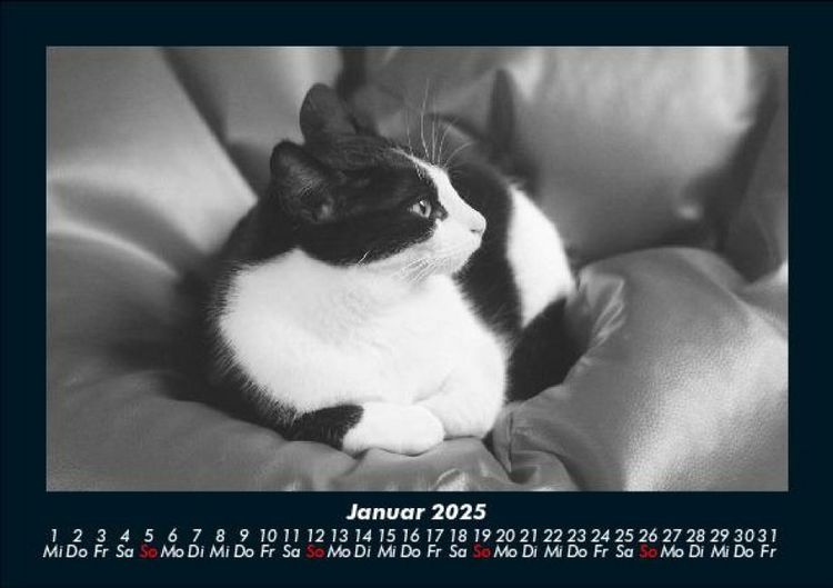 Produktbild: F&uuml;r Katzenfreunde 2025 Fotokalender DIN A5