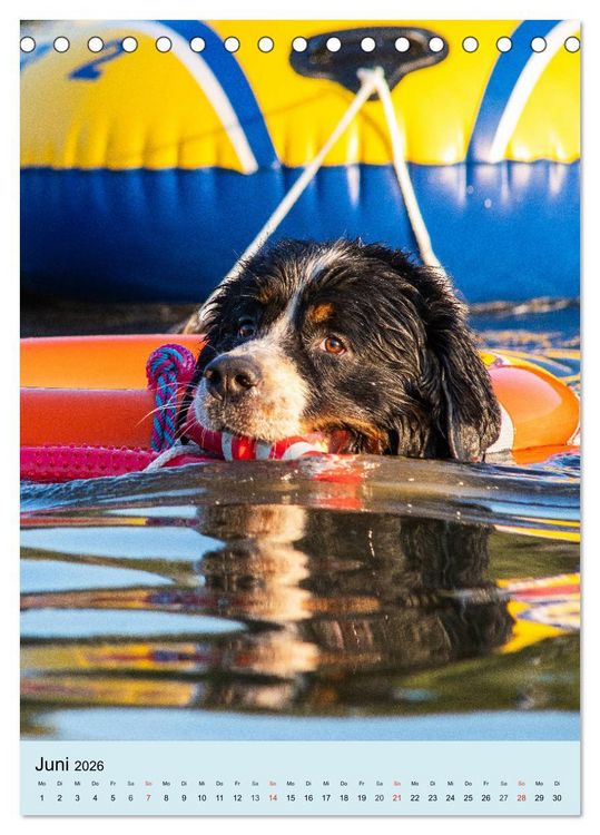 Produktbild: Berner Sennenhund - stark , sch&ouml;n und liebenswert (Tischkalender 2026 DIN A5 hoch), CALVENDO Monatskalender