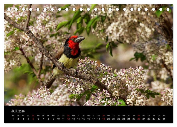 Produktbild: Naturerlebnis Botswana (Tischkalender 2026 DIN A5 quer), CALVENDO Monatskalender