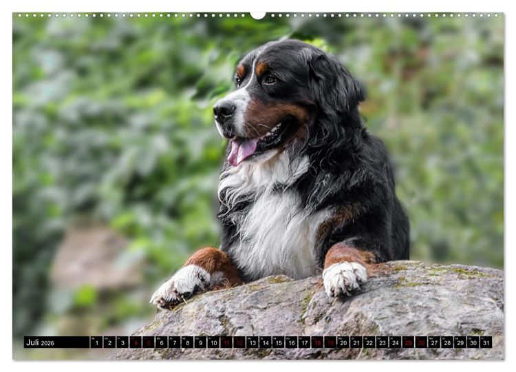 Produktbild: Berner Sennenhunde - Faszinierende Herzensbrecher (Wandkalender 2026 DIN A2 quer), CALVENDO Monatskalender