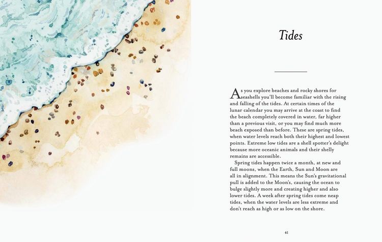 Produktbild: The Shell-Spotter's Guide