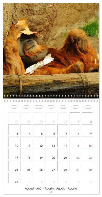 Produktbild: Orangutans Inhabitants of the rainforests (Wall Calendar 2026 12 &times; 12 Inch) CALVENDO 12 Month Wall Calendar