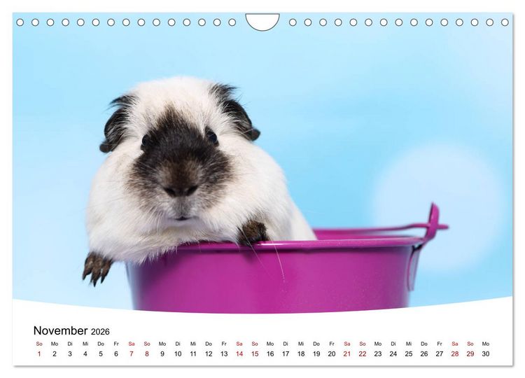Produktbild: Niedliche Meerschweinchen (Wandkalender 2026 DIN A4 quer), CALVENDO Monatskalender