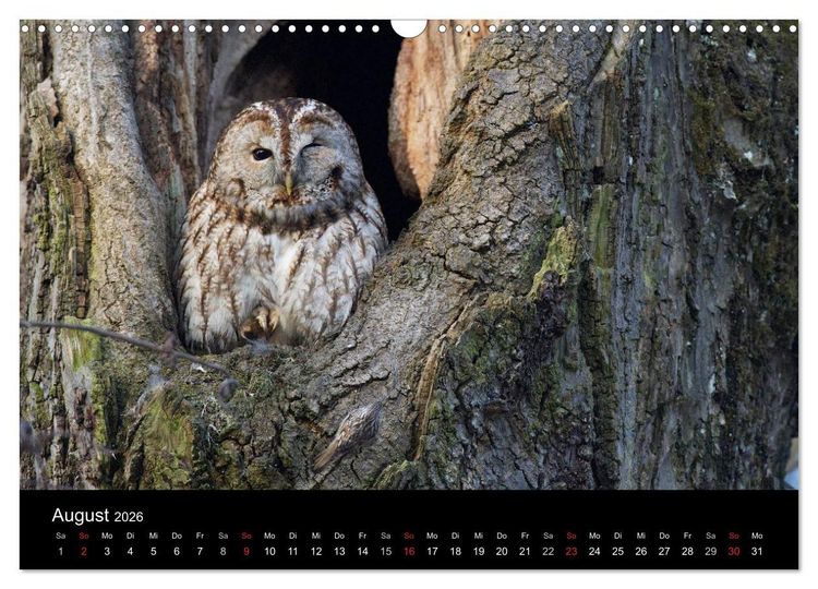 Produktbild: Waldk&auml;uze, fotografiert in M&uuml;nchen (Wandkalender 2026 DIN A3 quer), CALVENDO Monatskalender