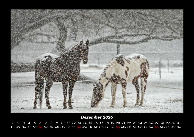 Produktbild: Pferdegefl&uuml;ster 2026 Fotokalender DIN A3