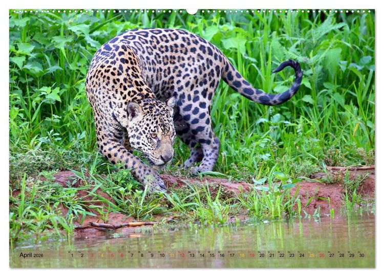 Produktbild: Jaguare im Pantanal (hochwertiger Premium Wandkalender 2026 DIN A2 quer), Kunstdruck in Hochglanz