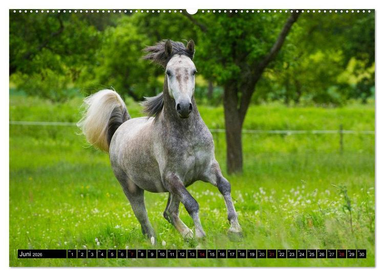 Produktbild: Traumpferd Lipizzaner (hochwertiger Premium Wandkalender 2026 DIN A2 quer), Kunstdruck in Hochglanz